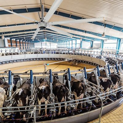 AMCLING 1100W 12ft 10ft Cow House Horse Barn Axial Flow Fan Powered Big Ceiling Fan